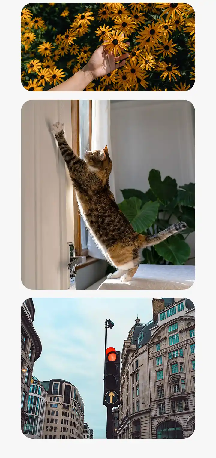 A close-up of a hand holding a blooming flower above a yellow flowerbed in bright sunlight. Another photo captures a cat stretching toward a door in mid-motion. The other photo shows a city street with buildings and a traffic light, illustrating image quality across a variety of shooting situations.