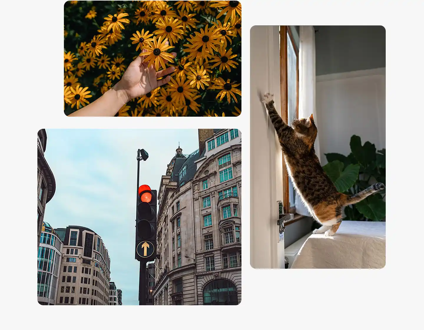 A close-up of a hand holding a blooming flower above a yellow flowerbed in bright sunlight. Another photo captures a cat stretching toward a door in mid-motion. The other photo shows a city street with buildings and a traffic light, illustrating image quality across a variety of shooting situations.